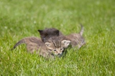 kitty 이미지 (94007669) - 게티이미지뱅크 kitty