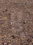 Roast coffee beans 이미지 (147244383) - 게티이미지뱅크 Roast coffee beans