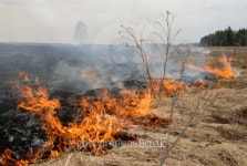Big fire in the dry grass field. 이미지 (101818751) - 게티이미지뱅크 Big fire in the dry grass field.