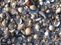 shell on the floor 이미지 (94419828) - 게티이미지뱅크 shell on the floor