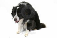 Border Collie 이미지 (105671420) - 게티이미지뱅크 Border Collie