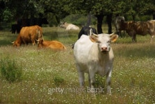 cow 22 이미지 (101701732) - 게티이미지뱅크 cow 22