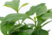 coffee plant 01 이미지 (101696139) - 게티이미지뱅크 coffee plant 01