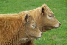 Rind - cow 16 이미지 (99950838) - 게티이미지뱅크 Rind - cow 16
