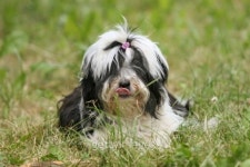 My pet 이미지 (134720436) - 게티이미지뱅크 My pet