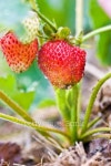 strawberry 이미지 (99666159) - 게티이미지뱅크 strawberry