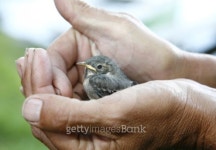 Little bird in worked hands 이미지 (94000267) - 게티이미지뱅크 Little bird in worked hands