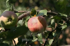 Ripe beautiful apple 이미지 (145239475) - 게티이미지뱅크 Ripe beautiful apple