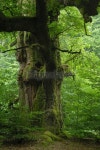 old oak in the virgin forest Sababurg 이미지 (172976235) - 게티이미지뱅크 old oak in the virgin forest Sababurg