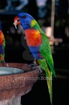Rainbow Lorikeet three 이미지 (104885385) - 게티이미지뱅크 Rainbow Lorikeet three