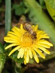 Bee collecting pollen 이미지 (93464605) - 게티이미지뱅크 Bee collecting pollen