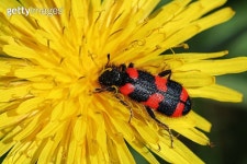 Insect on yellow flower 이미지 (145921667) - 게티이미지뱅크 Insect on yellow flower
