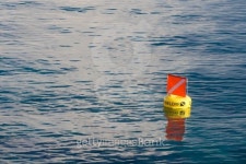 sea calm with single warring flag - diver below 이미지 (146070611) - 게티이미지뱅크 sea calm with single warring flag - diver... 