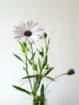 Flower 이미지 (94402099) - 게티이미지뱅크 Flower