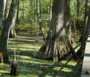 Cypres Swamp-Natchez Trace Mississippi 이미지 (117294994) - 게티이미지뱅크 Cypres Swamp-Natchez Trace Mississippi