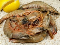 Fresh Prawn 이미지 (172776910) - 게티이미지뱅크 Fresh Prawn