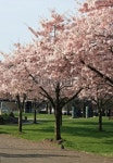Row of cherry blossoms 이미지 (89363796) - 게티이미지뱅크 Row of cherry blossoms