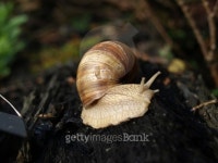 Snail 이미지 (146895883) - 게티이미지뱅크 Snail