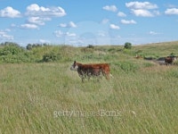 hereford calf 이미지 (147085718) - 게티이미지뱅크 hereford calf