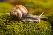 Shell & Snail 이미지 (92900575) - 게티이미지뱅크 Shell & Snail