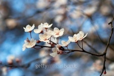 Prunus 이미지 (147688674) - 게티이미지뱅크 Prunus