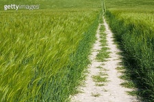 Wheat Field Series 이미지 (146080229) - 게티이미지뱅크 Wheat Field Series