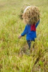 farmer harvesting rice paddy 이미지 (146835588) - 게티이미지뱅크 farmer harvesting rice paddy
