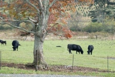 Cows in Pasture 이미지 (123166237) - 게티이미지뱅크 Cows in Pasture