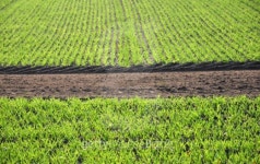 Rows of seedlings in a field 이미지 (100189134) - 게티이미지뱅크 Rows of seedlings in a field