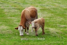 Cows-3.jpg 이미지 (99696835) - 게티이미지뱅크 Cows-3.jpg