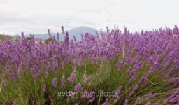lavenders in a field 이미지 (92209188) - 게티이미지뱅크 lavenders in a field