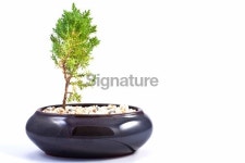 Bonsai Tree 이미지 (172974009) - 게티이미지뱅크 Bonsai Tree