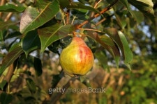 Pear 이미지 (99849616) - 게티이미지뱅크 Pear