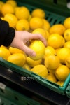 Lemon picking 이미지 (135095859) - 게티이미지뱅크 Lemon picking