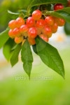 Cherries Series 이미지 (92270468) - 게티이미지뱅크 Cherries Series