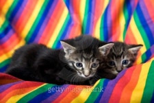Rainbow Kittens 이미지 (99456090) - 게티이미지뱅크 Rainbow Kittens