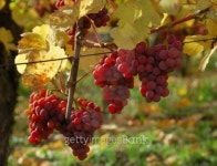 Red Grapes 이미지 (92189092) - 게티이미지뱅크 Red Grapes