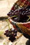 grape in basket 이미지 (94385452) - 게티이미지뱅크 grape in basket