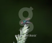 The green fly 이미지 (99542835) - 게티이미지뱅크 The green fly