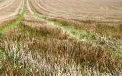 Corn field with stubble 이미지 (101709655) - 게티이미지뱅크 Corn field with stubble