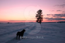 Dog and pine tree at sunset. 이미지 (121082988) - 게티이미지뱅크 Dog and pine tree at sunset.