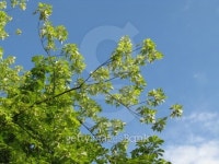 Young maple 이미지 (147645779) - 게티이미지뱅크 Young maple