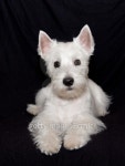 Westie puppy 이미지 (146735146) - 게티이미지뱅크 Westie puppy