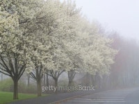Spring Vision 이미지 (95554043) - 게티이미지뱅크 Spring Vision