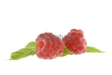 Raspberries 이미지 (133906385) - 게티이미지뱅크 Raspberries