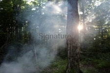 Forest camp 이미지 (172951528) - 게티이미지뱅크 Forest camp