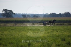 Country Day 이미지 (104292873) - 게티이미지뱅크 Country Day