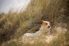 My dog 이미지 (97490295) - 게티이미지뱅크 My dog