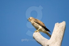 Sharp-shinned Hawk calling 이미지 (145842902) - 게티이미지뱅크 Sharp-shinned Hawk calling