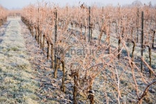 Winter vines at Bordeaux, France winery 이미지 (96777706) - 게티이미지뱅크 Winter vines at Bordeaux, France winery